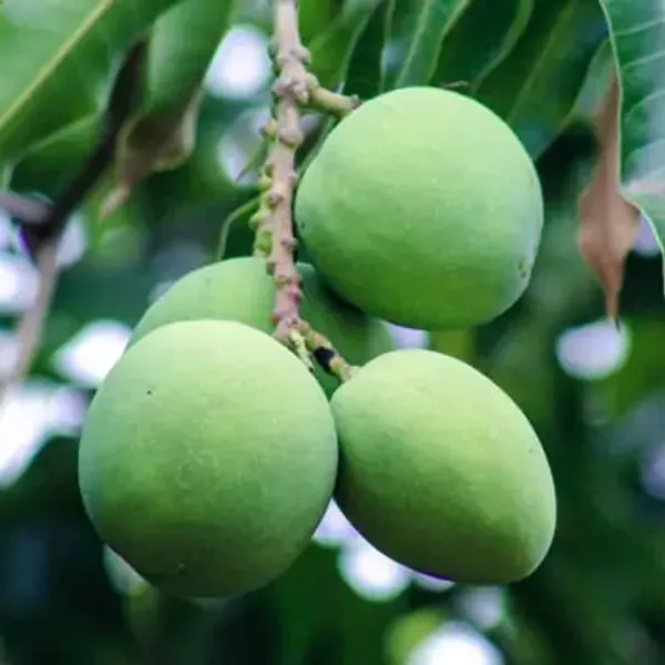 Green_Bombay_Mango_Grafted_Fruit_Plant