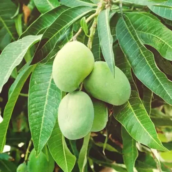 Green_Bombay_Mango_Grafted_Fruit_Plant