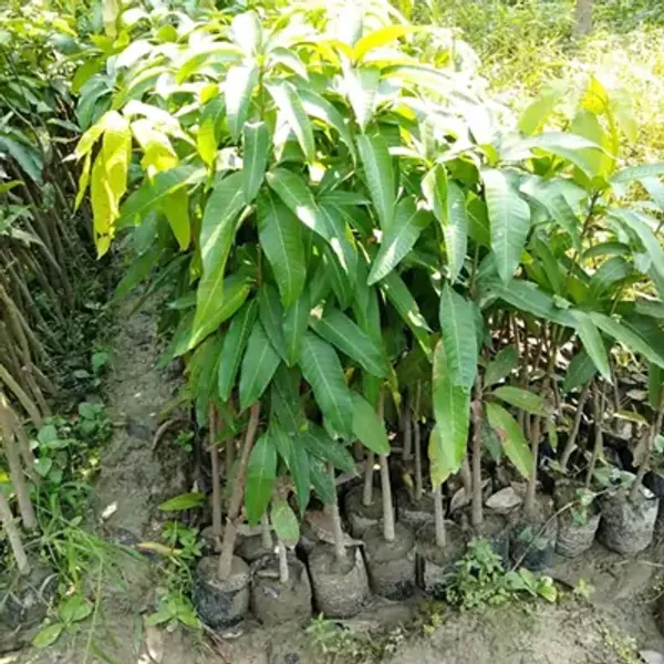 Green_Bombay_Mango_Grafted_Fruit_Plant