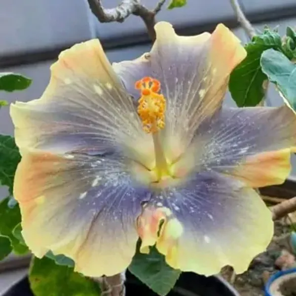Lavender_Australian_Variety_Grafted_Hibiscus_Flower_Plant