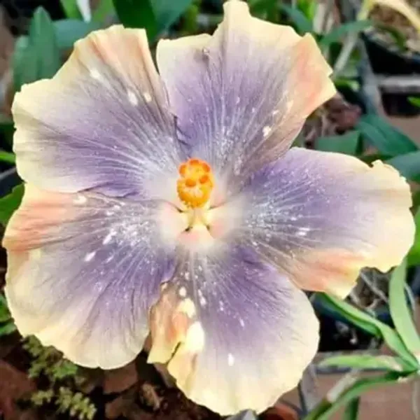 Lavender_Australian_Variety_Grafted_Hibiscus_Flower_Plant
