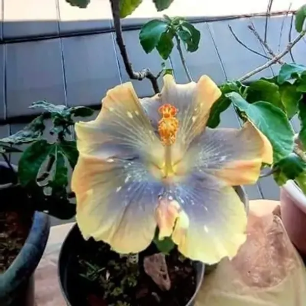 Lavender_Australian_Variety_Grafted_Hibiscus_Flower_Plant