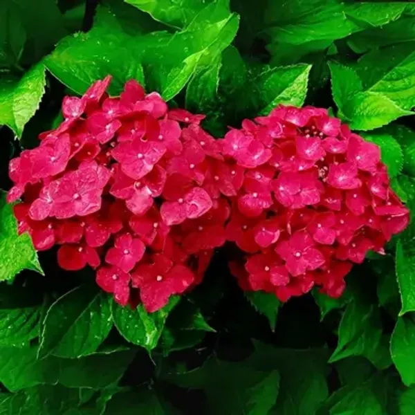 Red_Hybrid_Hydrangea_Flower_Plants