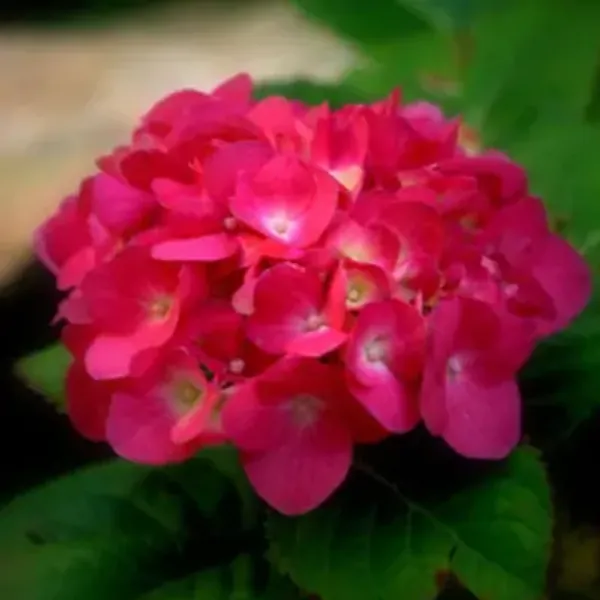 Red_Hybrid_Hydrangea_Flower_Plants