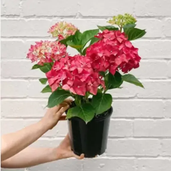 Red_Hybrid_Hydrangea_Flower_Plants