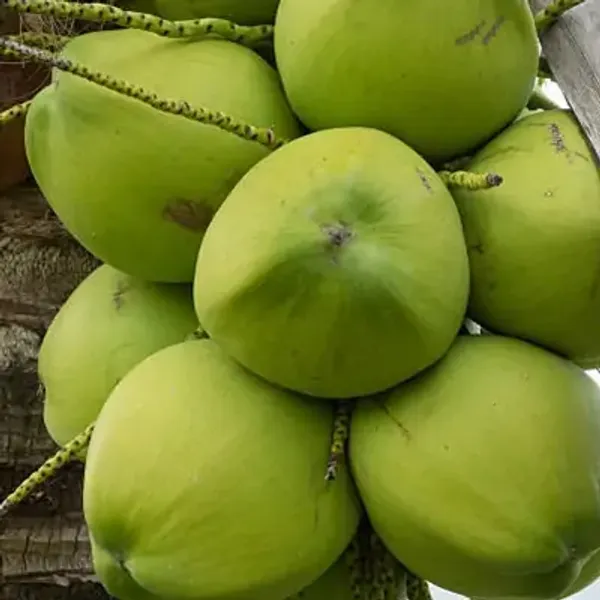 Green_Vietnam_Hybrid_Coconut_Fruit_Plant