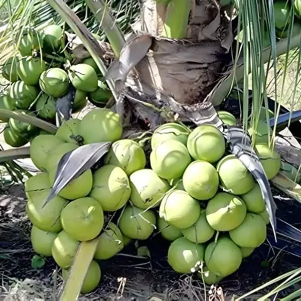 Green_Vietnam_Hybrid_Coconut_Fruit_Plant