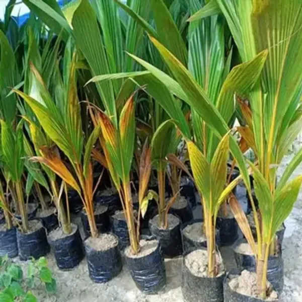 Green_Vietnam_Hybrid_Coconut_Fruit_Plant