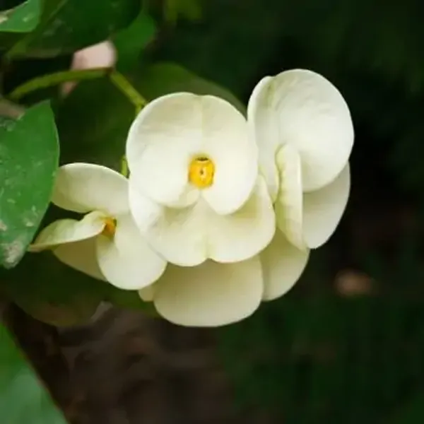White_Euphorbia_Milii_Flower_Plant