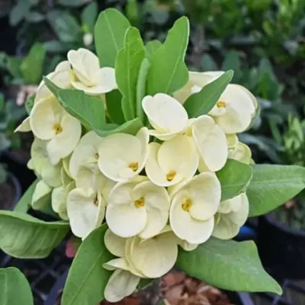 White_Euphorbia_Milii_Flower_Plant