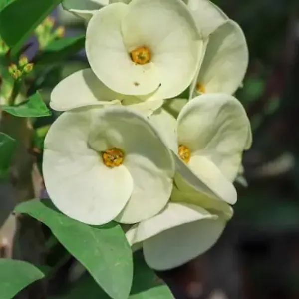 White_Euphorbia_Milii_Flower_Plant