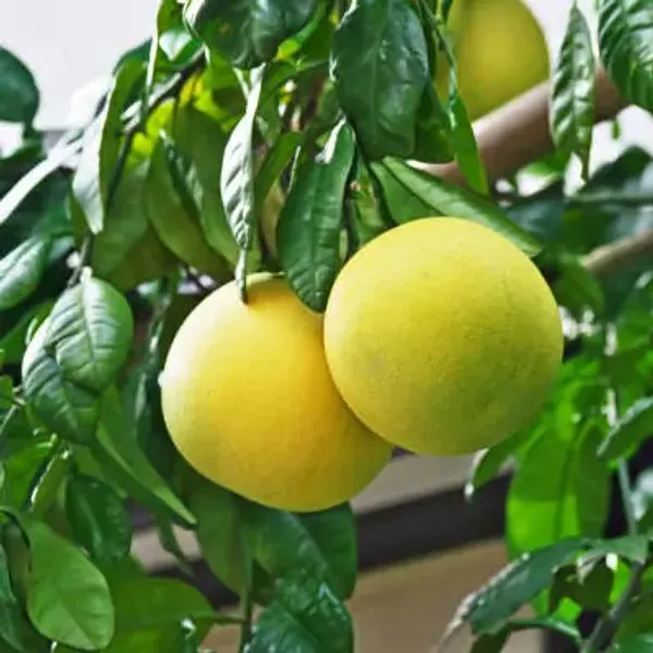 Yellow_Pomelo_Lemon_Fruit_Plant