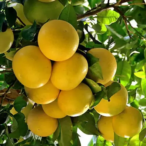 Yellow_Pomelo_Lemon_Fruit_Plant