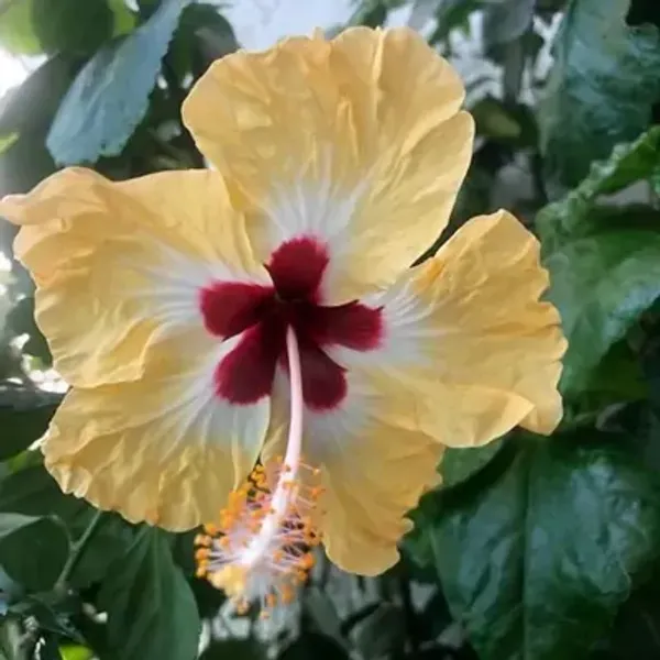 Yellow_Miniature_Hibiscus_Flower_Plant