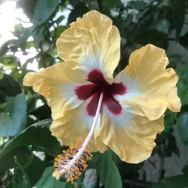 Yellow_Miniature_Hibiscus_Flower_Plant