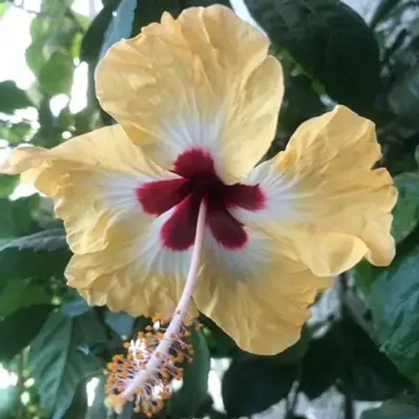Yellow_Miniature_Hibiscus_Flower_Plant