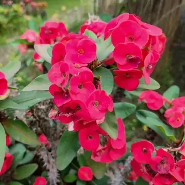 Red_Euphorbia_Milii_Flower_Plant