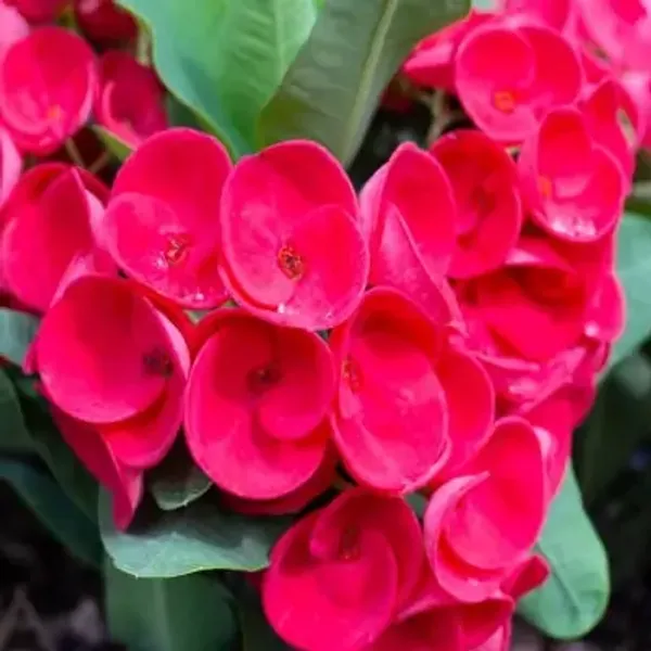 Red_Euphorbia_Milii_Flower_Plant
