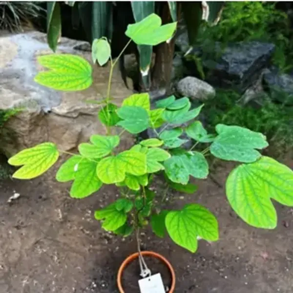 White_Bauhinia_Acuminata_Kanchan_Flower_Plant