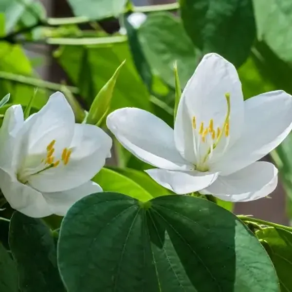 White_Bauhinia_Acuminata_Kanchan_Flower_Plant