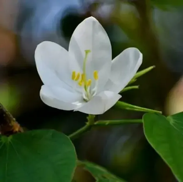 White_Bauhinia_Acuminata_Kanchan_Flower_Plant
