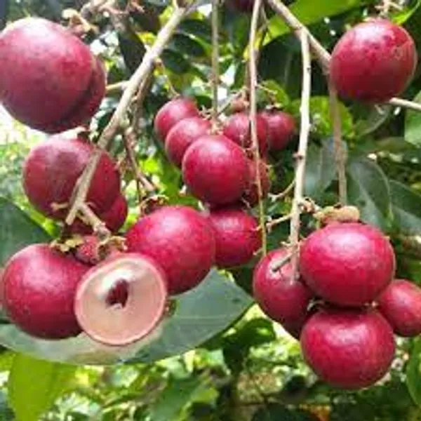 Red_Rubi_Longan_Fruit_Plant