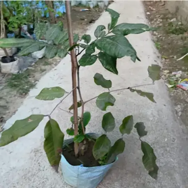 Red_Rubi_Longan_Fruit_Plant