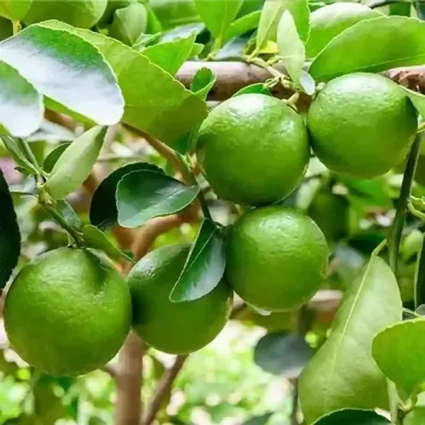 Green_All_Time_Kagoji_Lemon_Fruit_Plant
