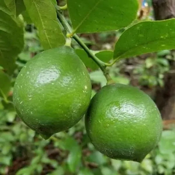 Green_All_Time_Kagoji_Lemon_Fruit_Plant