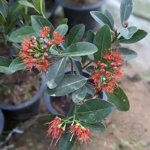 Red_Xanthostemon_Chrysanthos_First_Love_Flower_Plant