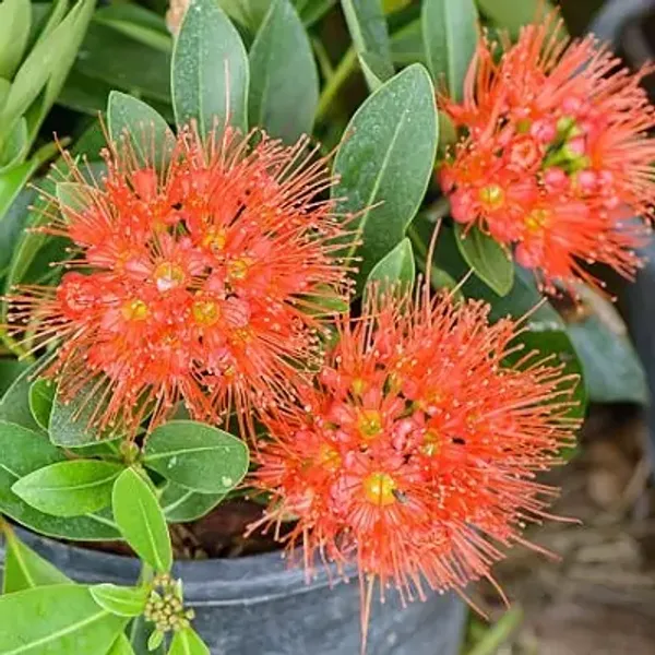 Red_Xanthostemon_Chrysanthos_First_Love_Flower_Plant