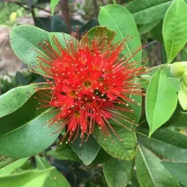Red_Xanthostemon_Chrysanthos_First_Love_Flower_Plant