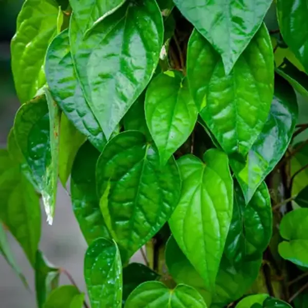 Green_Maghai_Betel_Leaf_Plant_Maghai_Paan