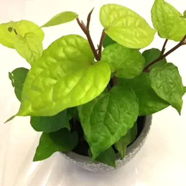 Green_Maghai_Betel_Leaf_Plant_Maghai_Paan