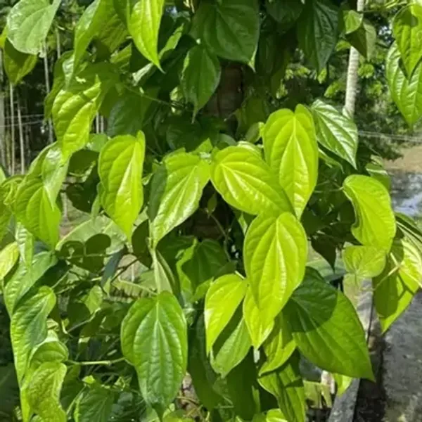 Green_Maghai_Betel_Leaf_Plant_Maghai_Paan