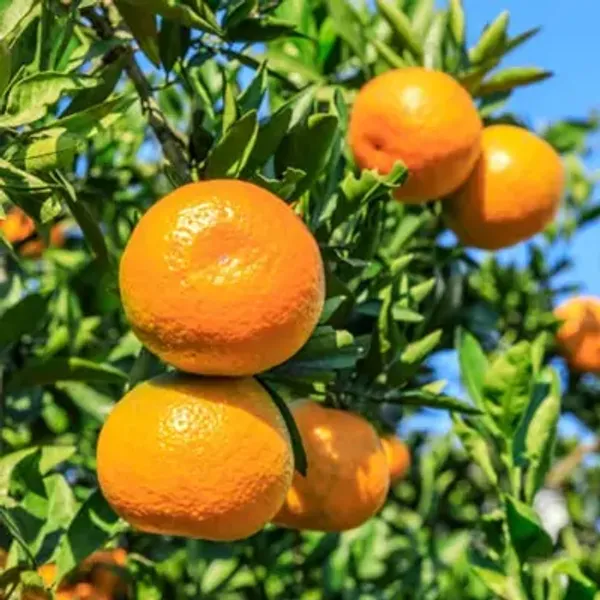 Orange_Jaffa_Grafted_Lemon_Fruit_Plant