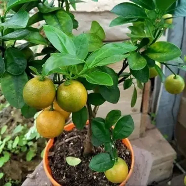 Orange_Jaffa_Grafted_Lemon_Fruit_Plant