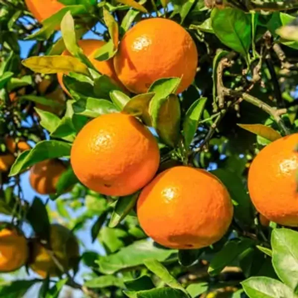 Orange_Jaffa_Grafted_Lemon_Fruit_Plant