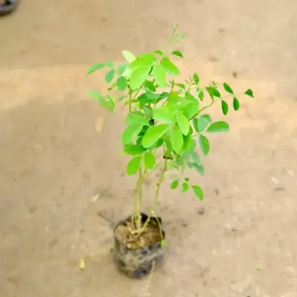 Pink_Aparajita_Flower_Plant