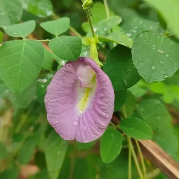Pink_Aparajita_Flower_Plant