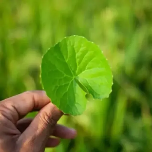 Green_Centella_Asiatica_/_Brahmi_Big_Leaf_Herbs_Plant