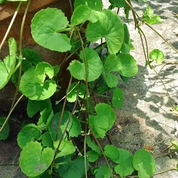 Green_Centella_Asiatica_/_Brahmi_Big_Leaf_Herbs_Plant