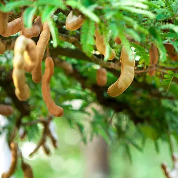 Brown_Sweet_All_Time_Tamarind_Imli_Fruit_Plant