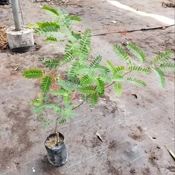 Brown_Sweet_All_Time_Tamarind_Imli_Fruit_Plant
