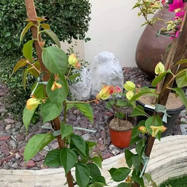 Multicolor_Sufia_India_Bougainvillea_Flower_Plant