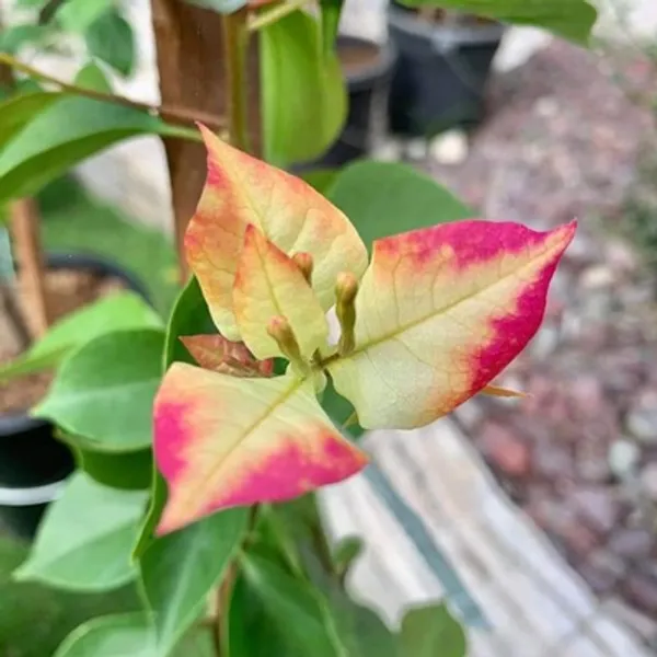 Multicolor_Sufia_India_Bougainvillea_Flower_Plant