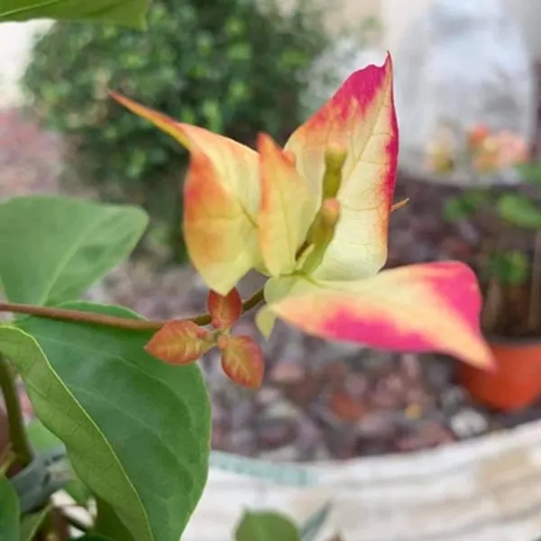 Multicolor_Sufia_India_Bougainvillea_Flower_Plant