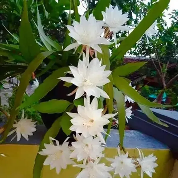 White_Bramha_Kamal_Flower_Plant