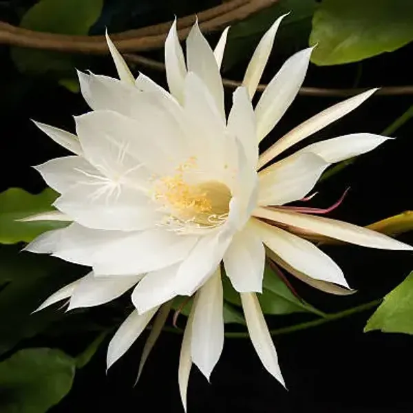 White_Bramha_Kamal_Flower_Plant