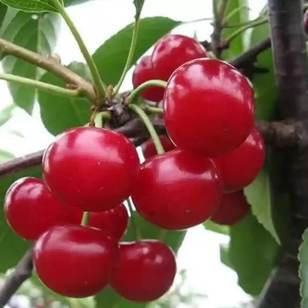 Red_Kashmiri_Sweet_Cherry_Grafted_Fruit_Plant